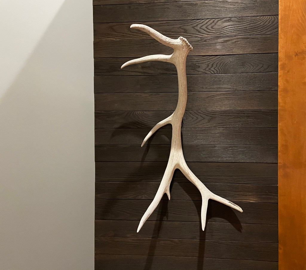 eld antler against burnt and burnished oak in modern loft style space raw elements